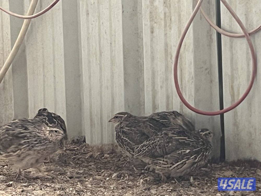 للبيع رومي وفري3