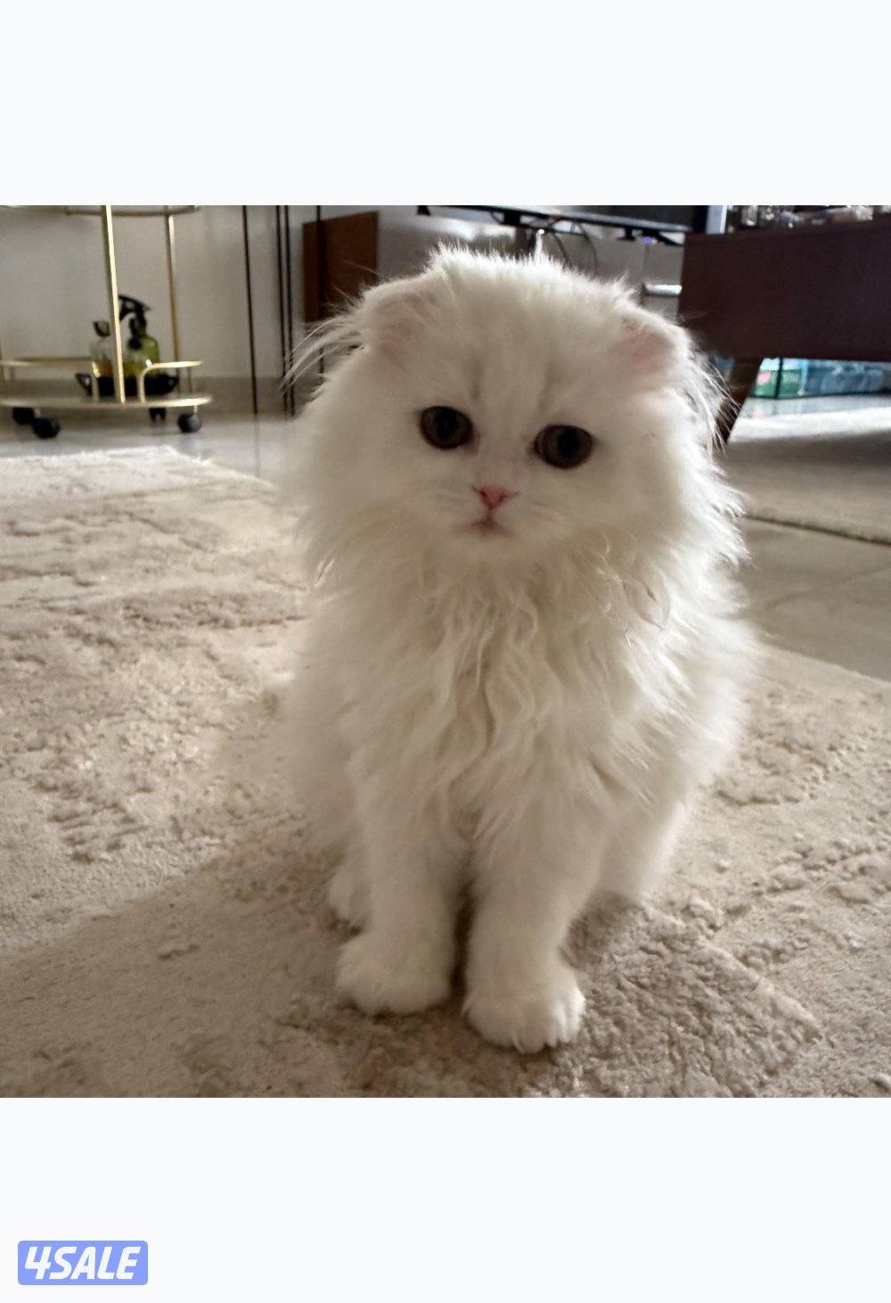 كتن سكوتش فولد للبيع1