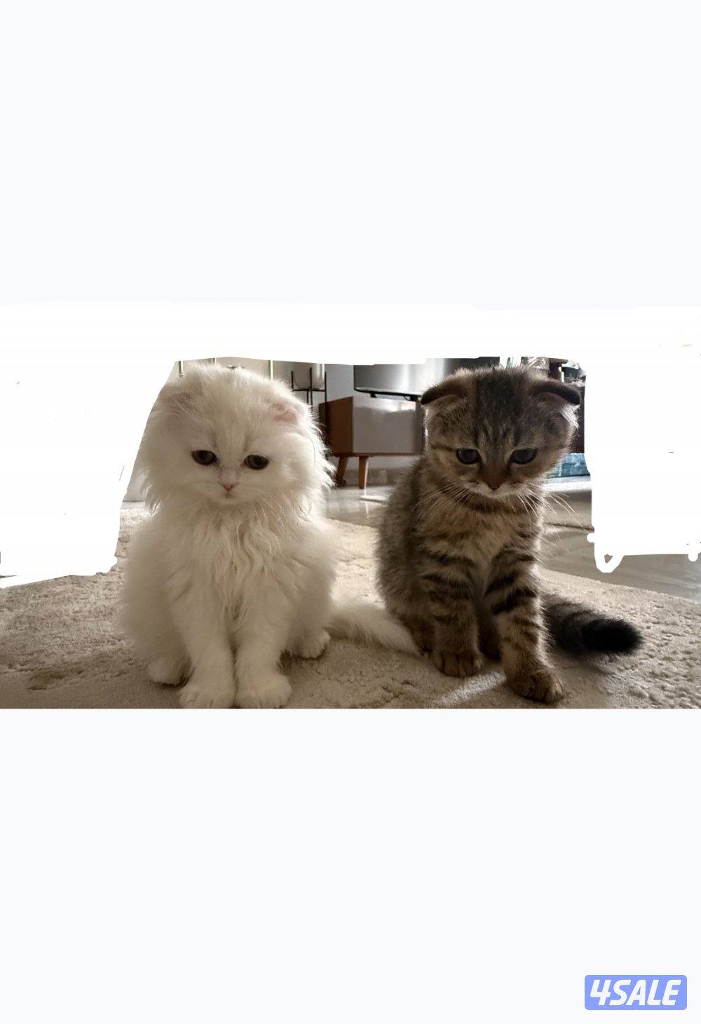 كتن سكوتش فولد للبيع2