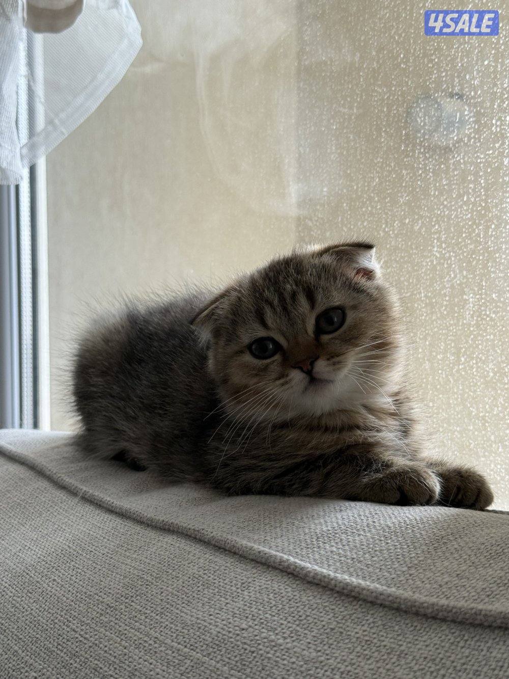 كتن سكوتش فولد للبيع3