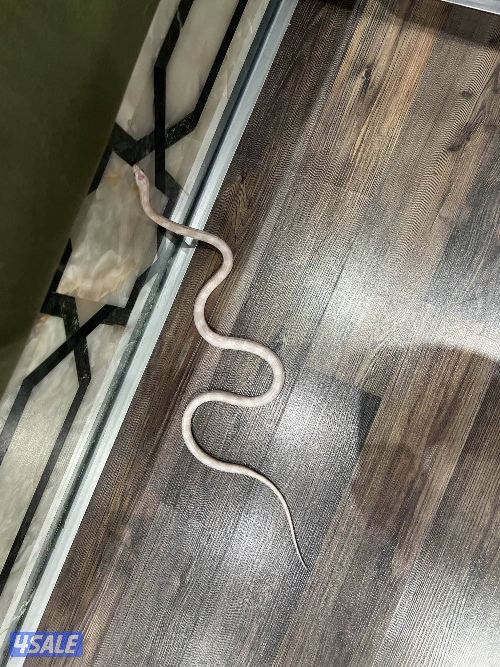 للبيع حيه كورن سنيك سنو 🔥0