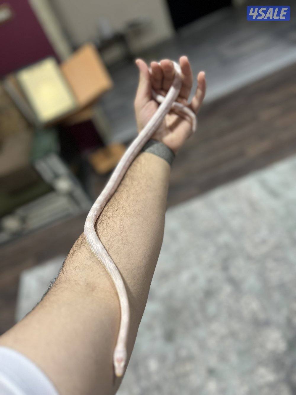 للبيع حيه كورن سنيك سنو 🔥1