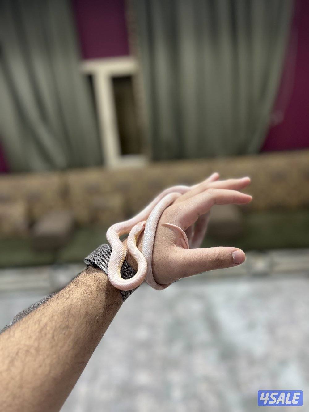 للبيع حيه كورن سنيك سنو 🔥2