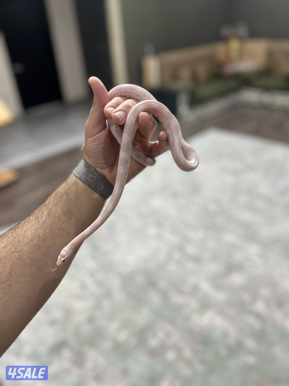 للبيع حيه كورن سنيك سنو 🔥3