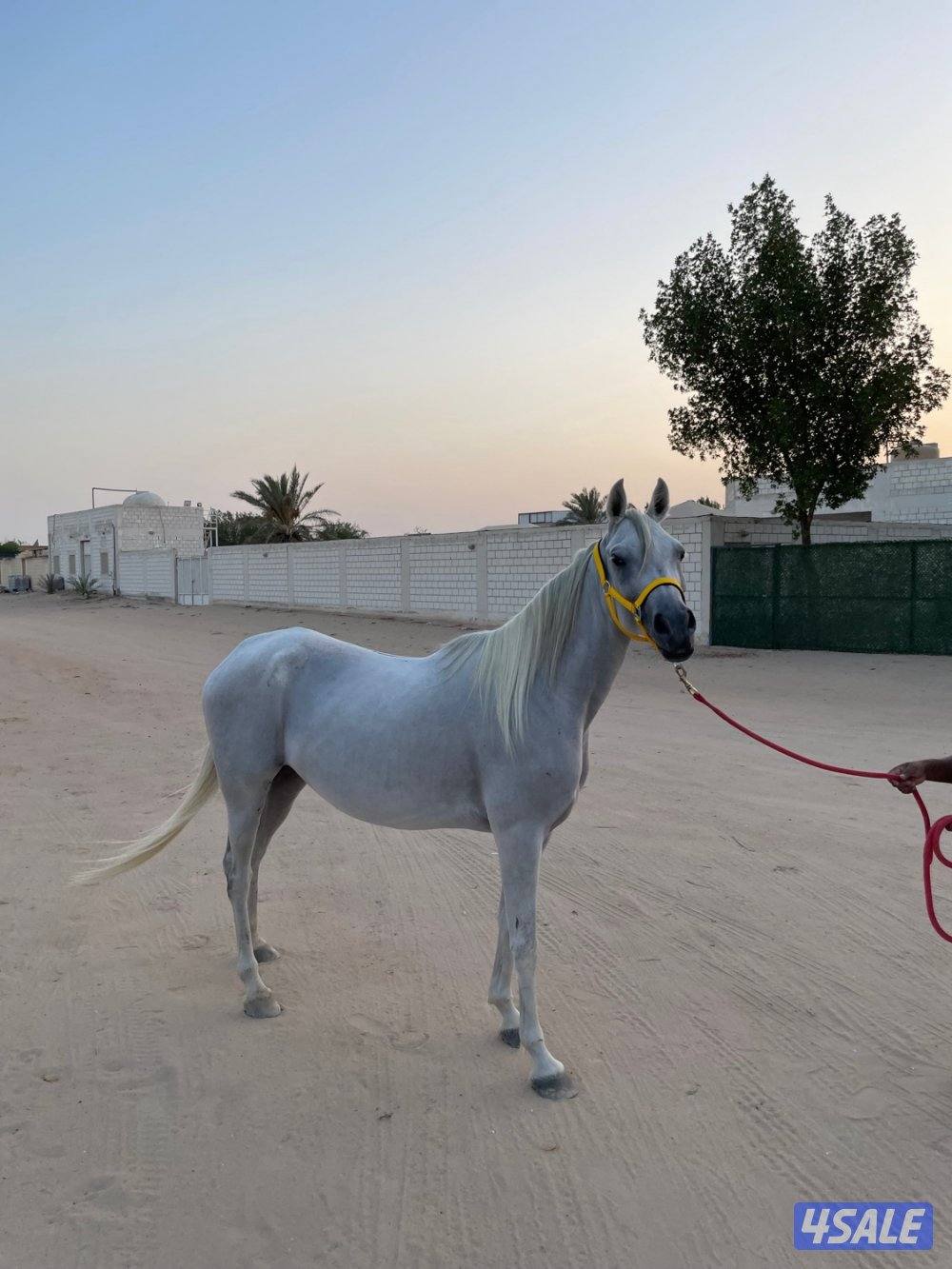 فرس مفليه ولاقح واهو المواليد ٢٠١٩0