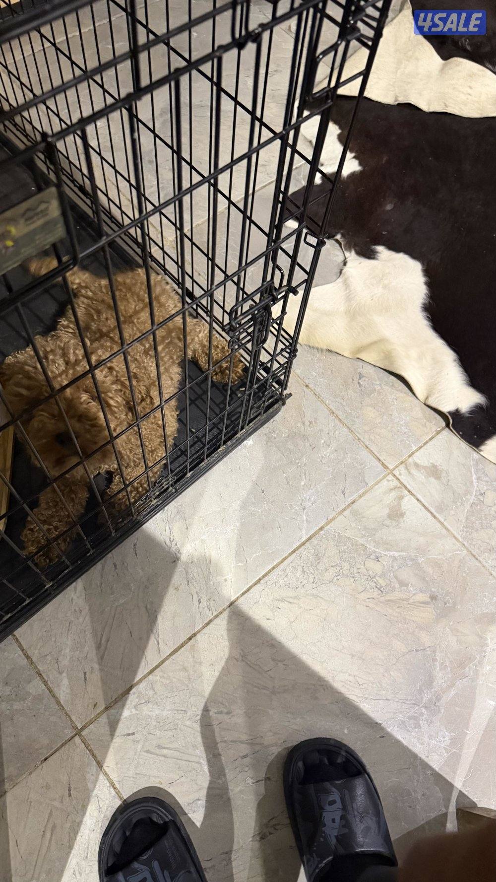 نثيه مني بودل عمرها سنتين للبيع لعدم التفرق لعوبة و قفصها معاها0