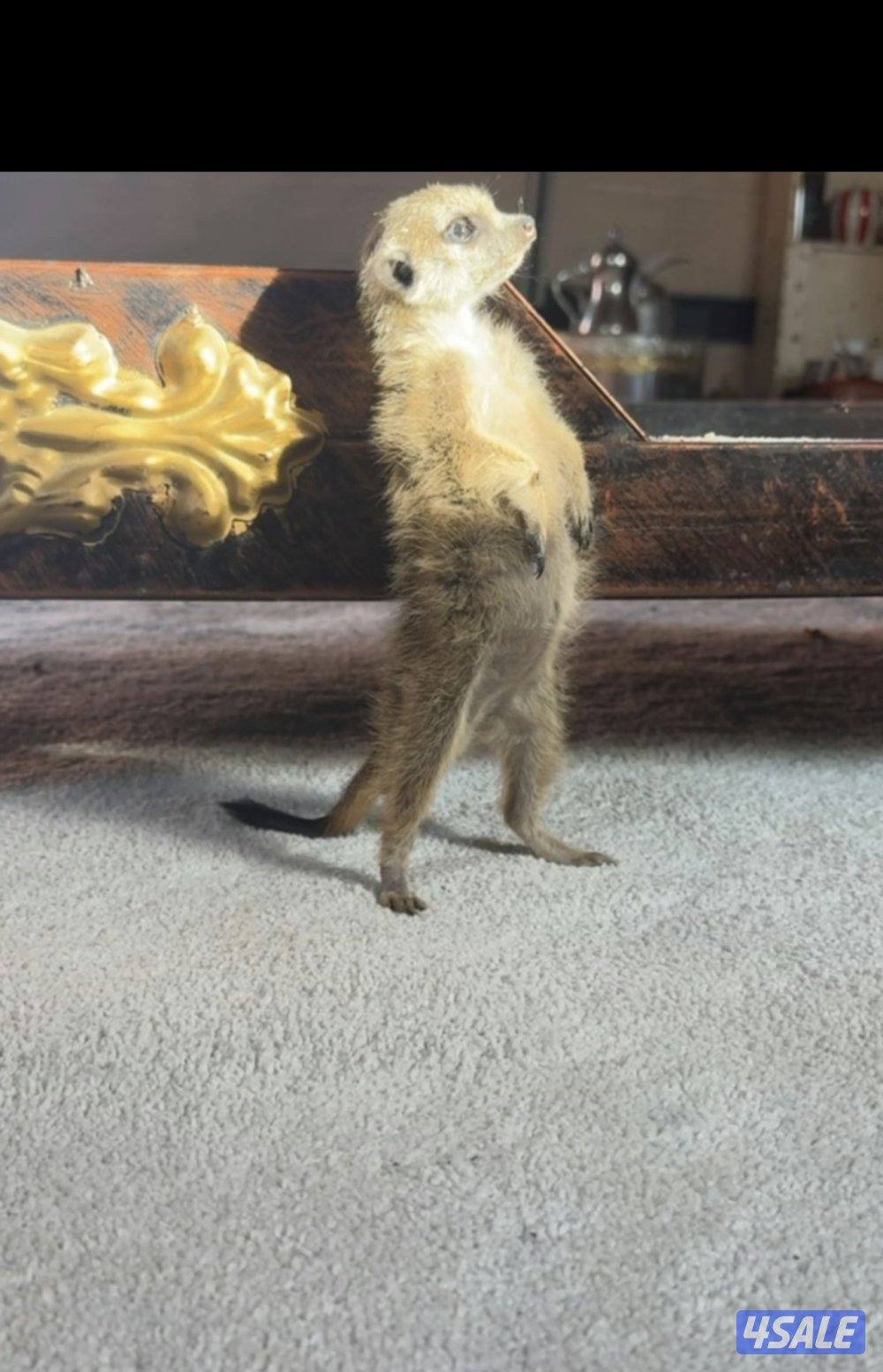 ميركات عمره ثلاث شهور0