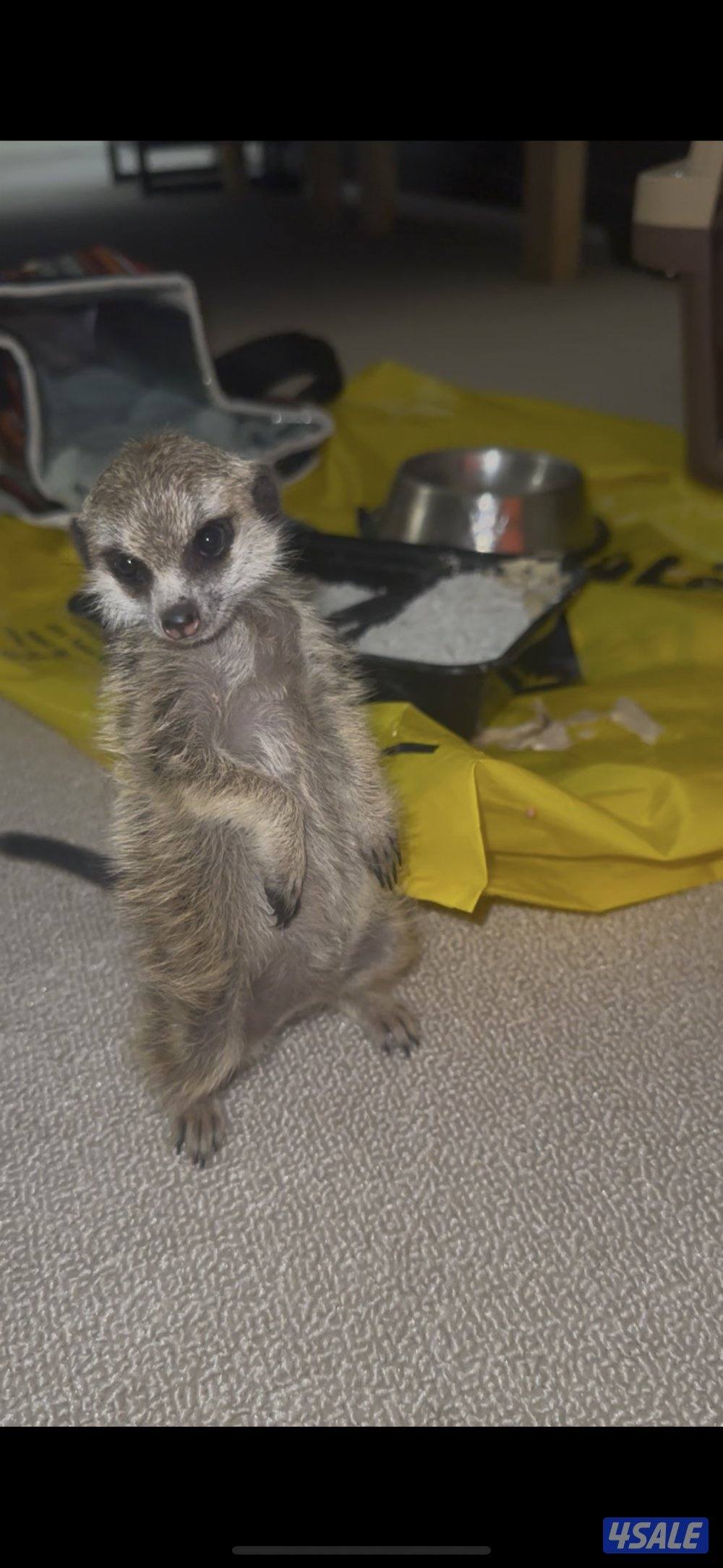 ميركات عمره ثلاث شهور1