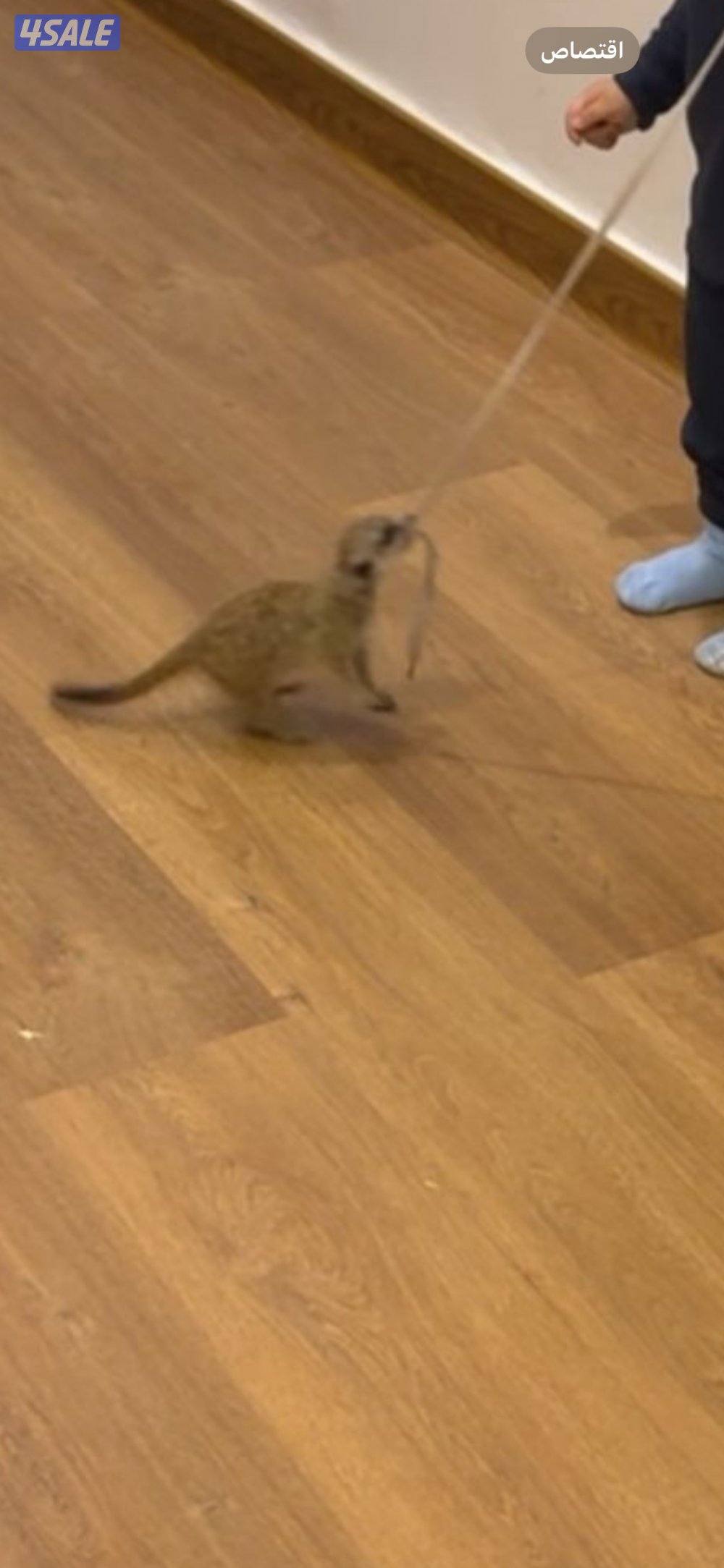 ميركات عمره ثلاث شهور2