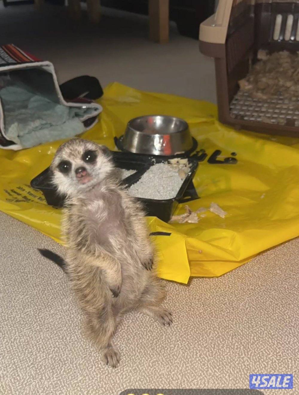 ميركات عمره ثلاث شهور3