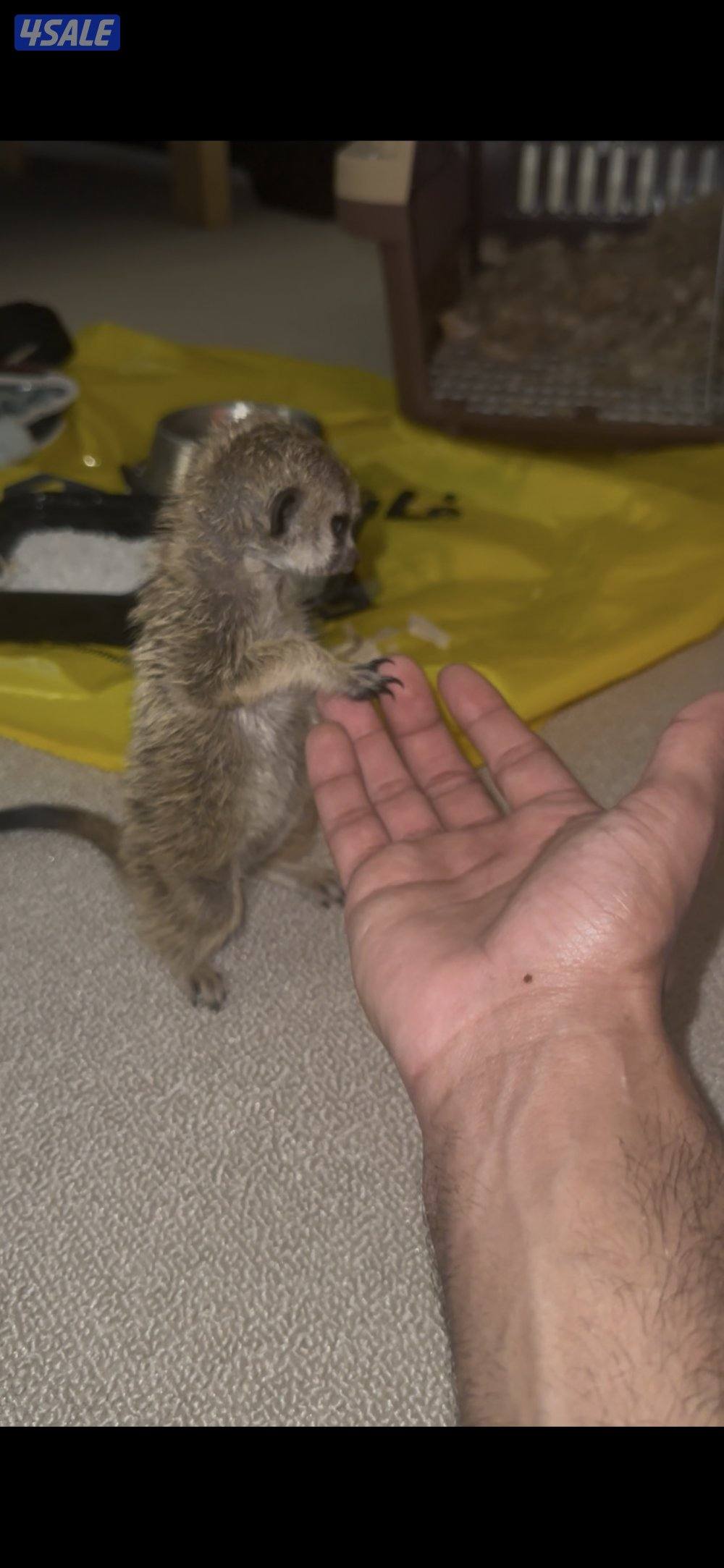 ميركات عمره ثلاث شهور4