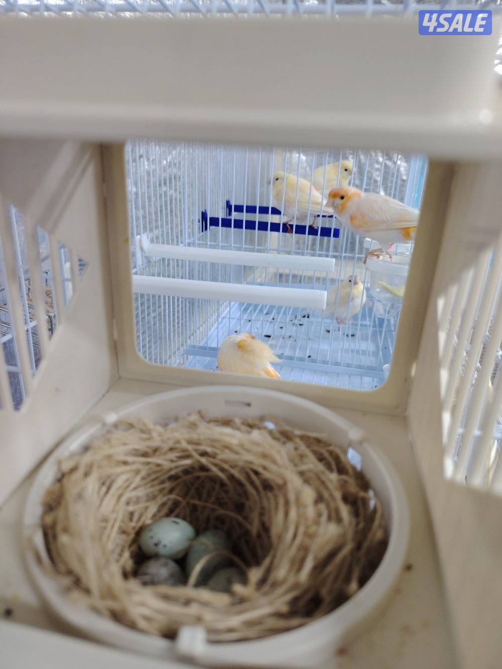 كناري زوج مع فروخهم + بطن ثاني 5 بيض0