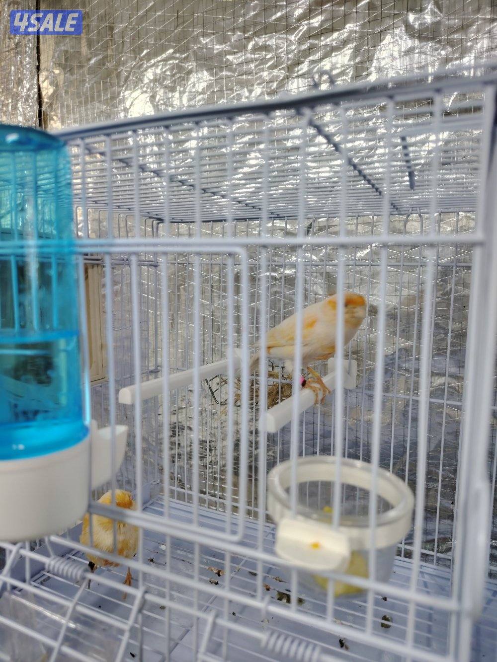 كناري زوج مع فروخهم + بطن ثاني 5 بيض1