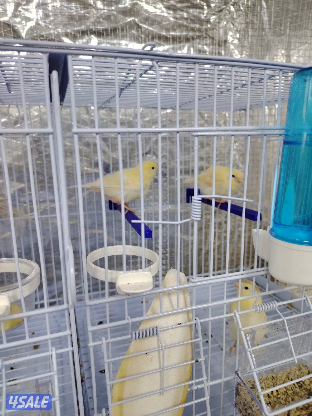 كناري زوج مع فروخهم + بطن ثاني 5 بيض2