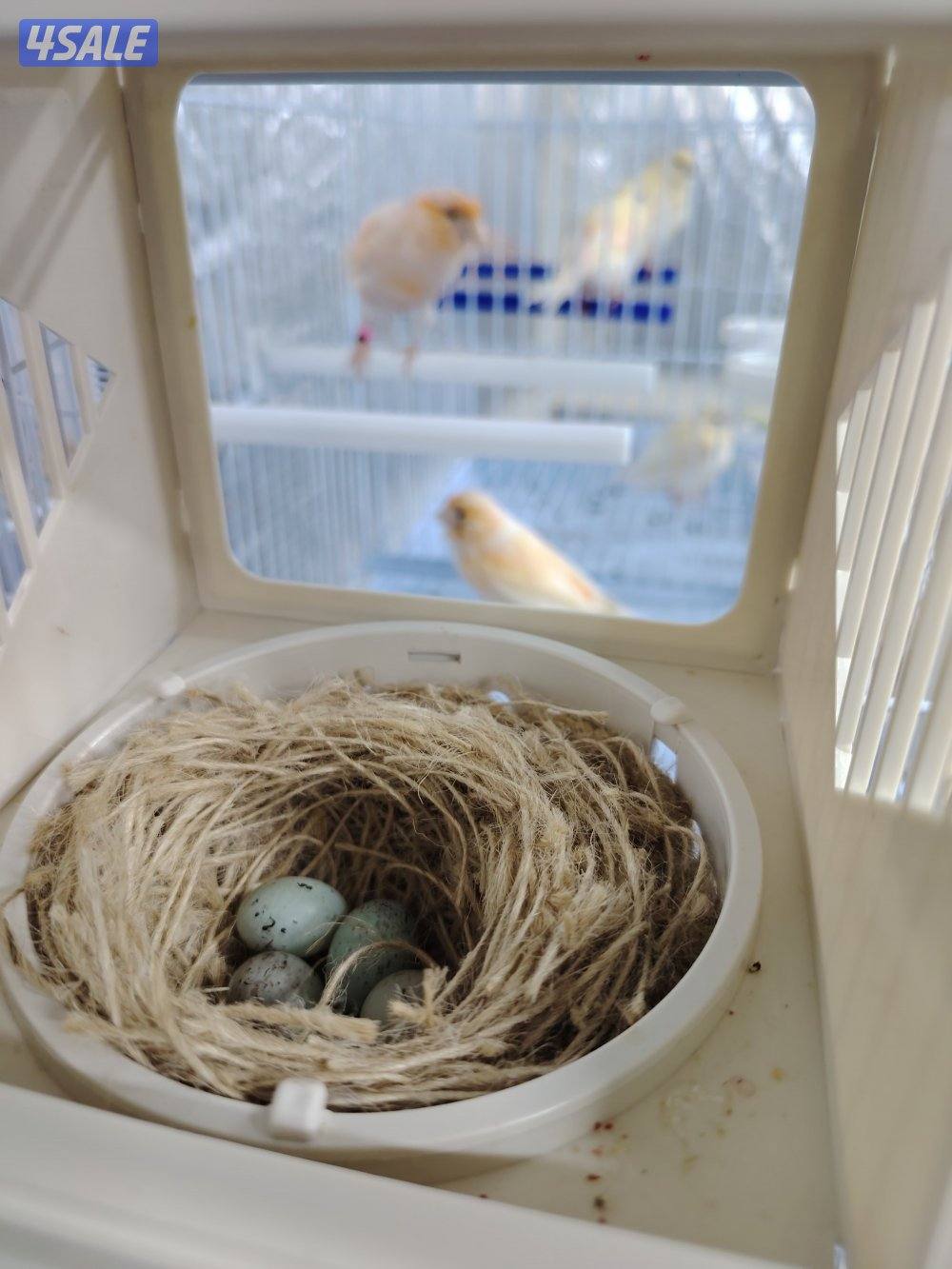 كناري زوج مع فروخهم + بطن ثاني 5 بيض3