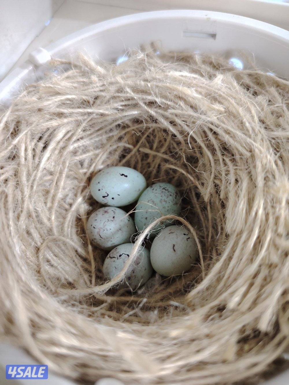 كناري زوج مع فروخهم + بطن ثاني 5 بيض4