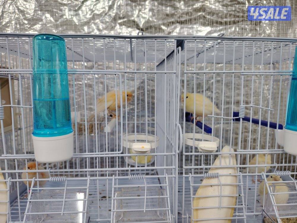 كناري زوج مع فروخهم + بطن ثاني 5 بيض5