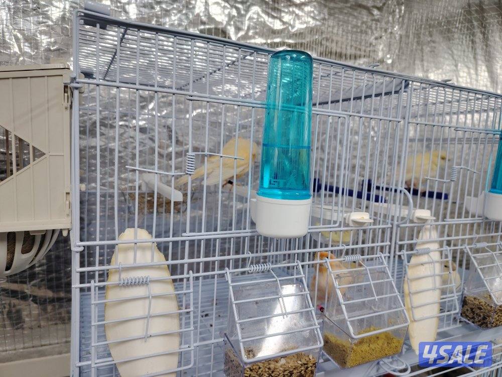 كناري زوج مع فروخهم + بطن ثاني 5 بيض6