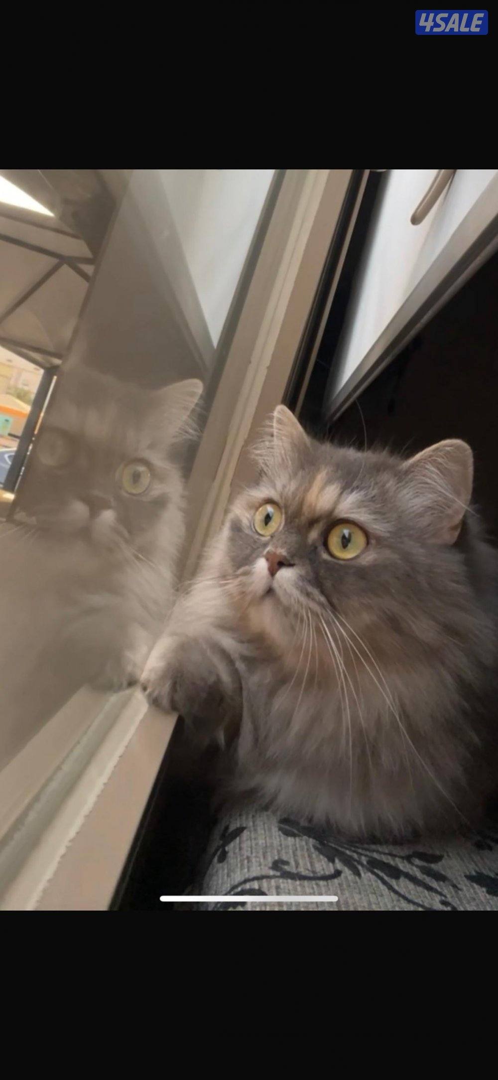 بيع قطة نثية برتش لونها درجات الرمادي نظيفة وهاديه0