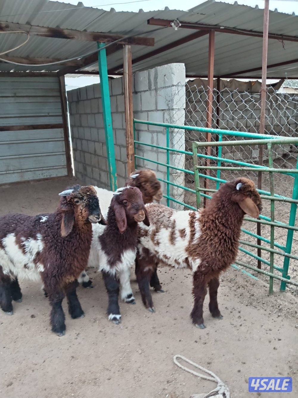 للبيع خرفان هرافي العبدلي0