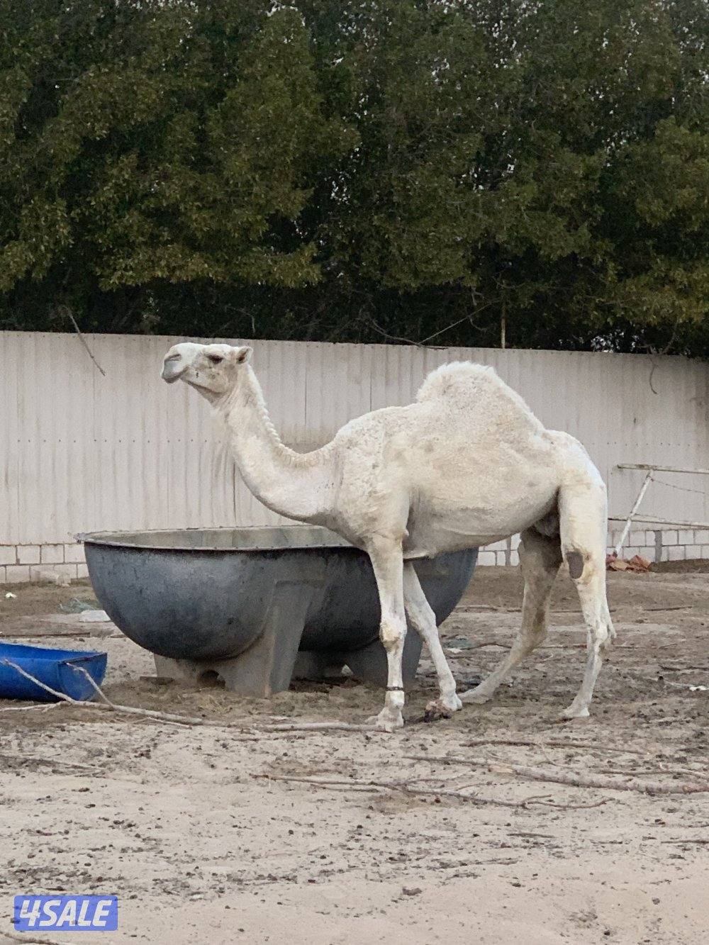 للبيع خفوت وبعير فحل0