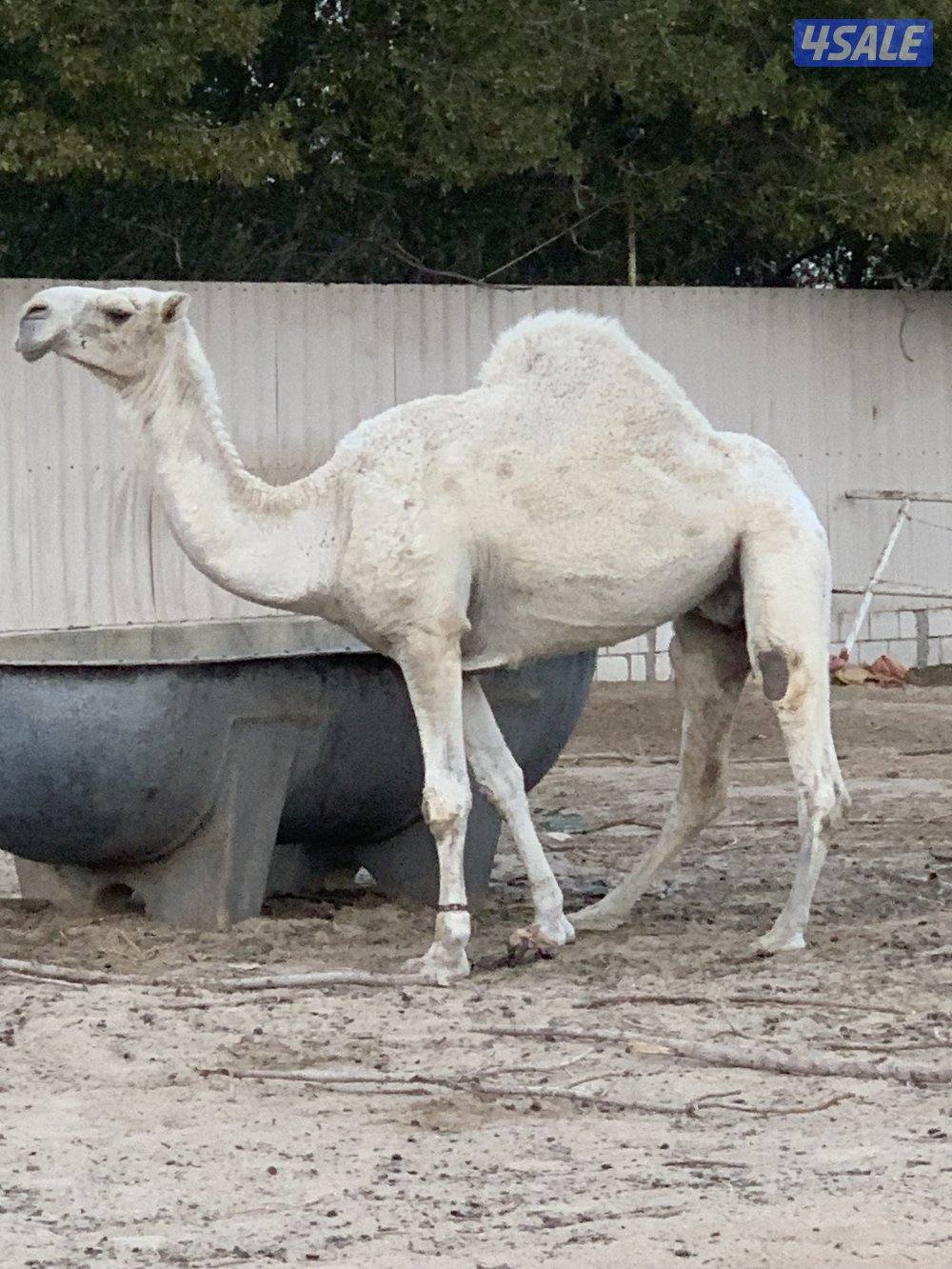 للبيع خفوت وبعير فحل1