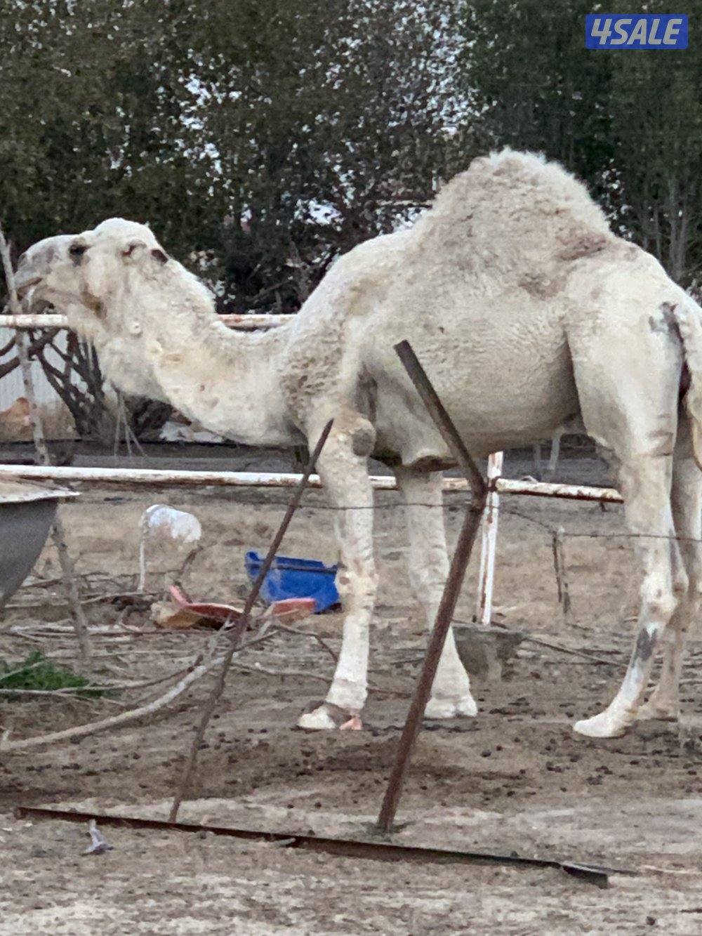 للبيع خفوت وبعير فحل2