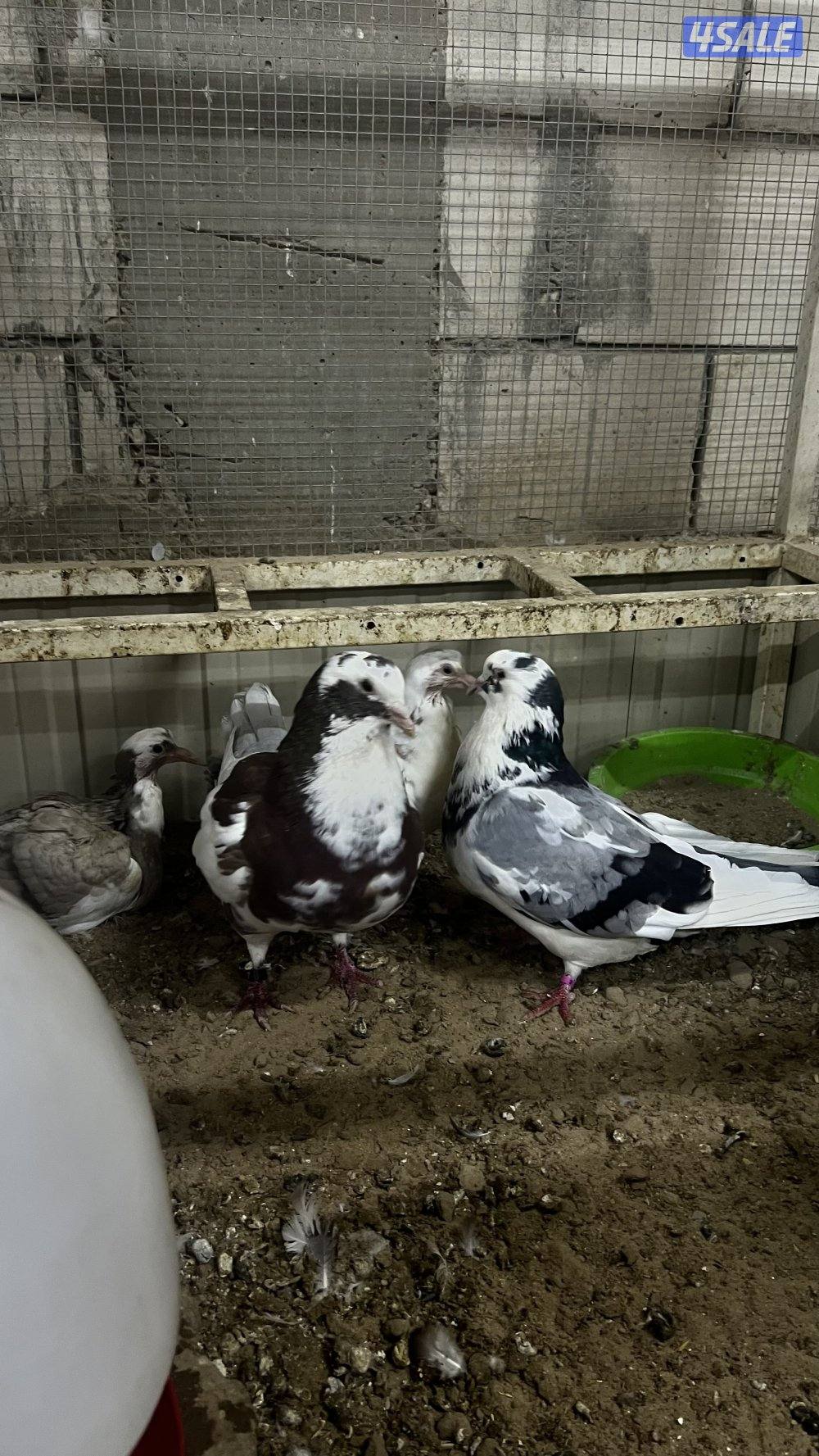 الوزان 2025 xxxl0