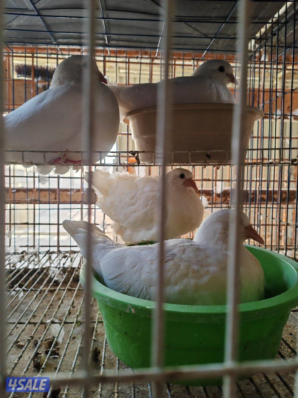 حمام لاحم ابيض احجام XL0