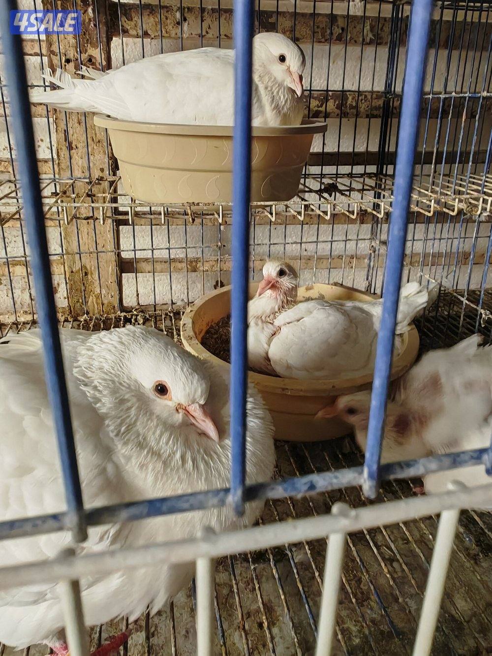 حمام لاحم ابيض احجام XL2