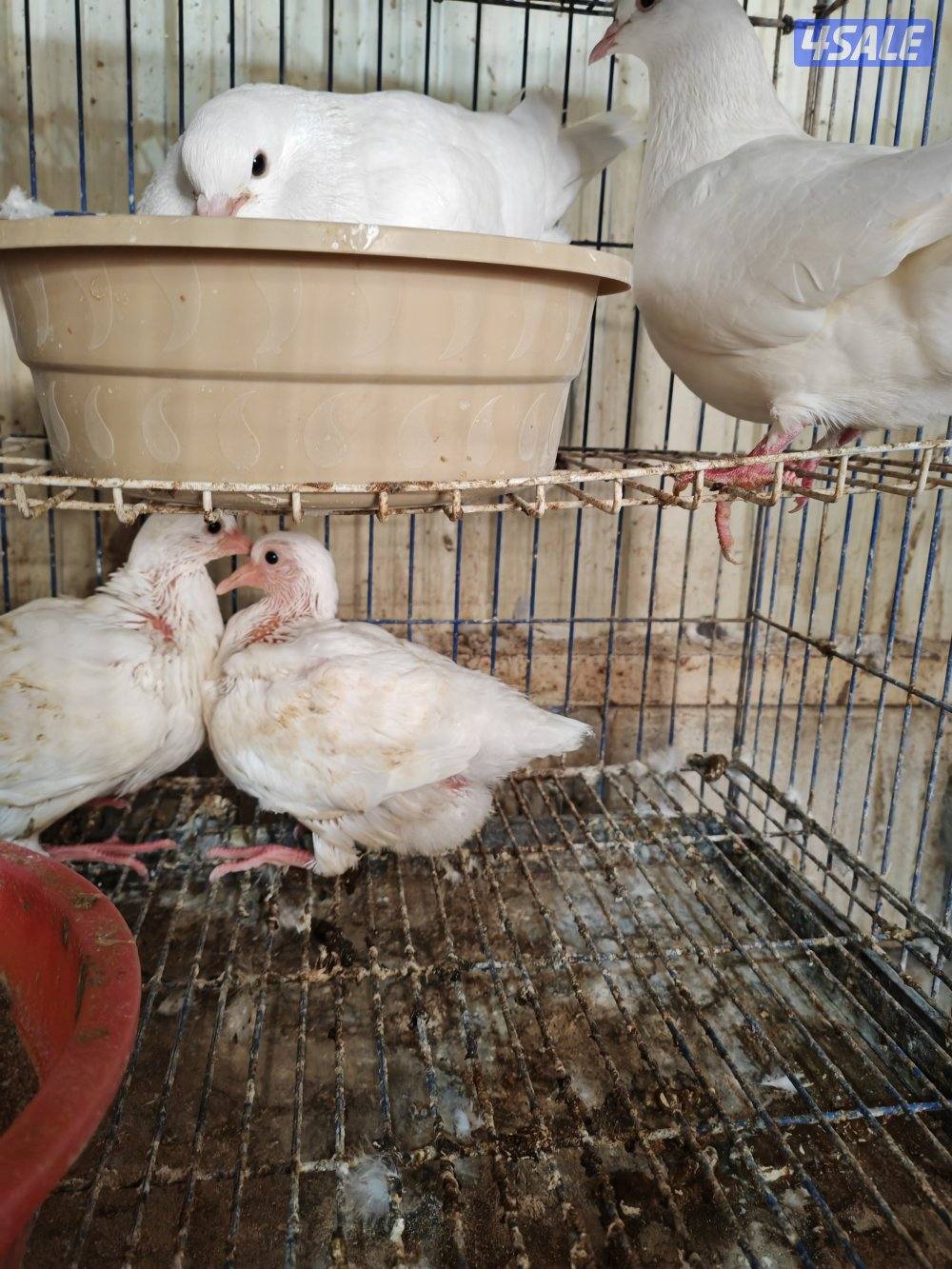 حمام لاحم ابيض احجام XL3