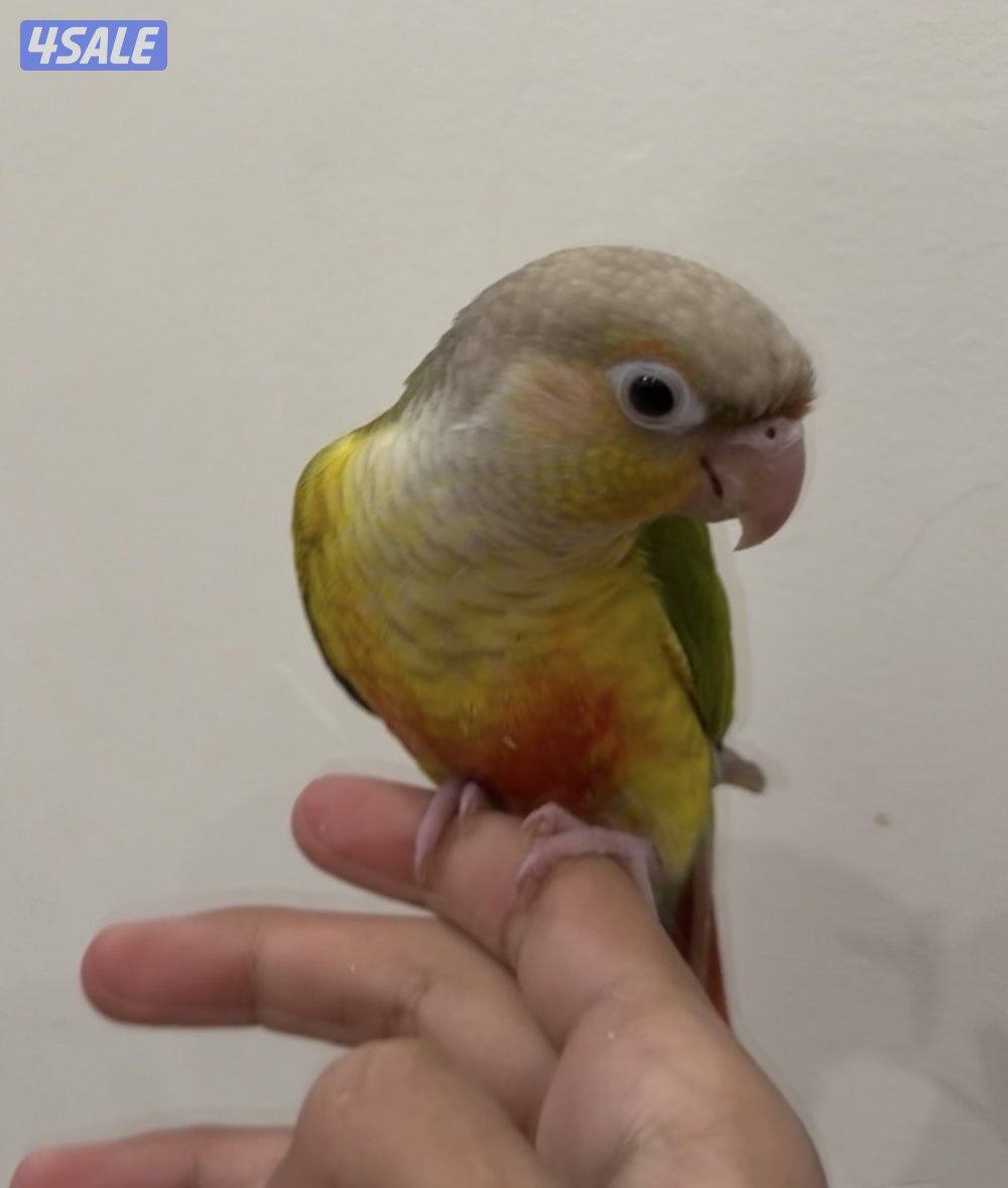 ببغاء كنيور أناناسي مقصوص جناحه ربوه يجي على الايد و ما يعض كلش0