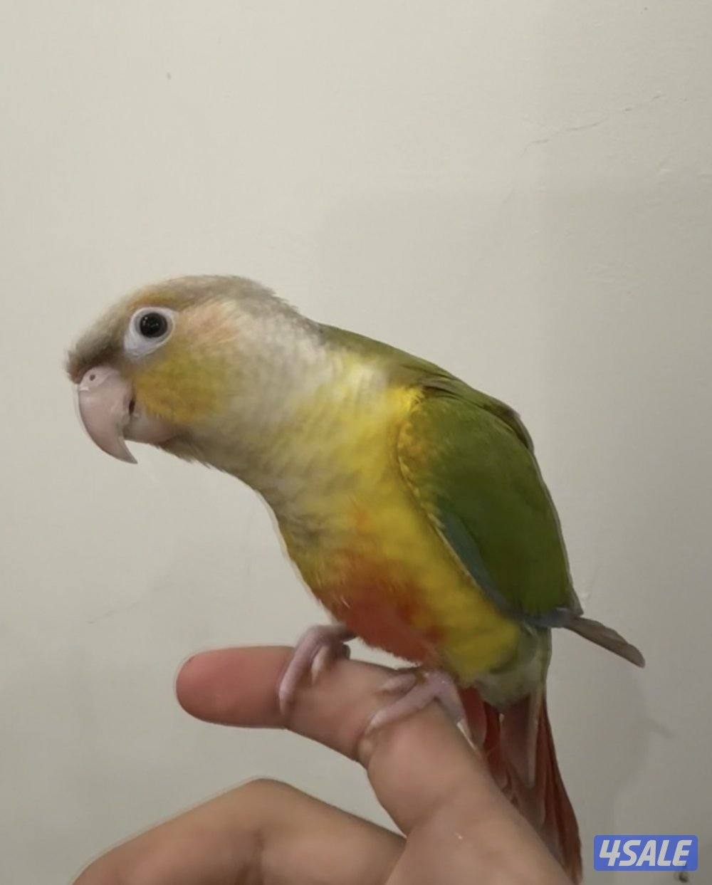 ببغاء كنيور أناناسي مقصوص جناحه ربوه يجي على الايد و ما يعض كلش1