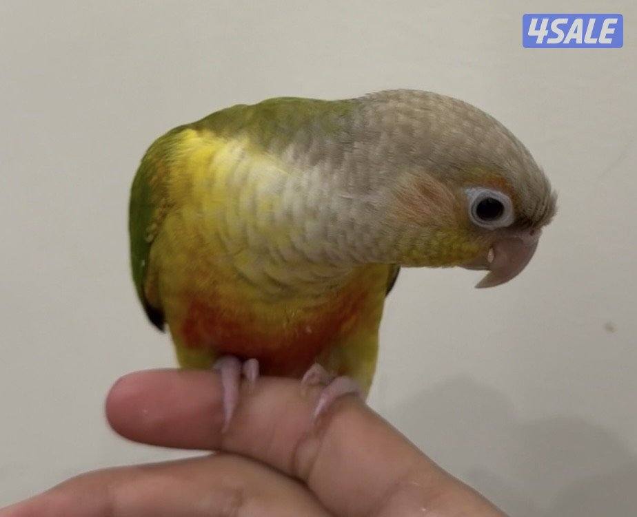 ببغاء كنيور أناناسي مقصوص جناحه ربوه يجي على الايد و ما يعض كلش2