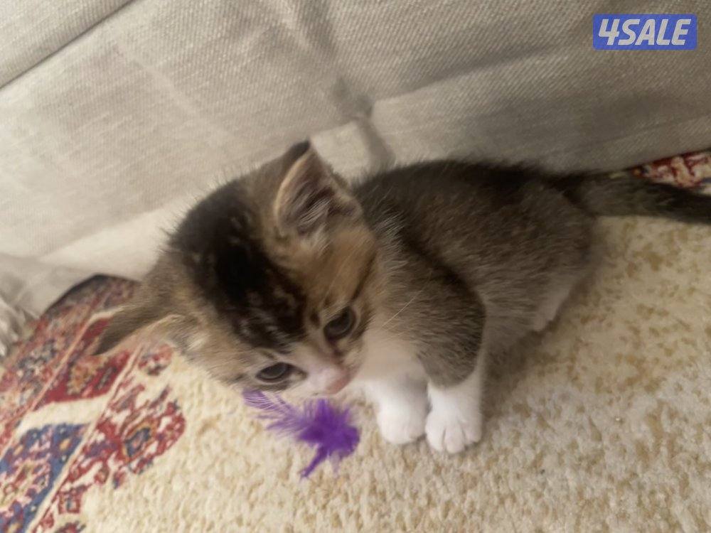 قط عمره شهرين0