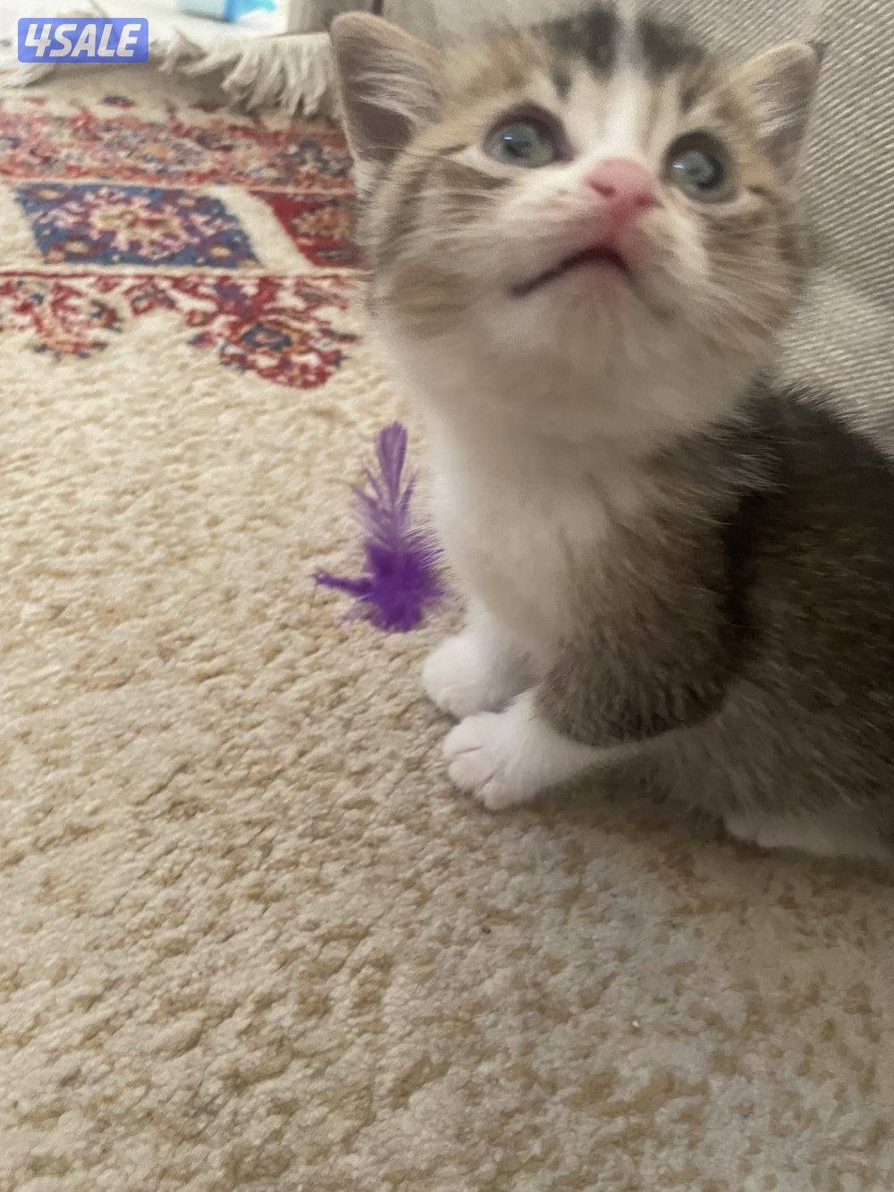 قط عمره شهرين1