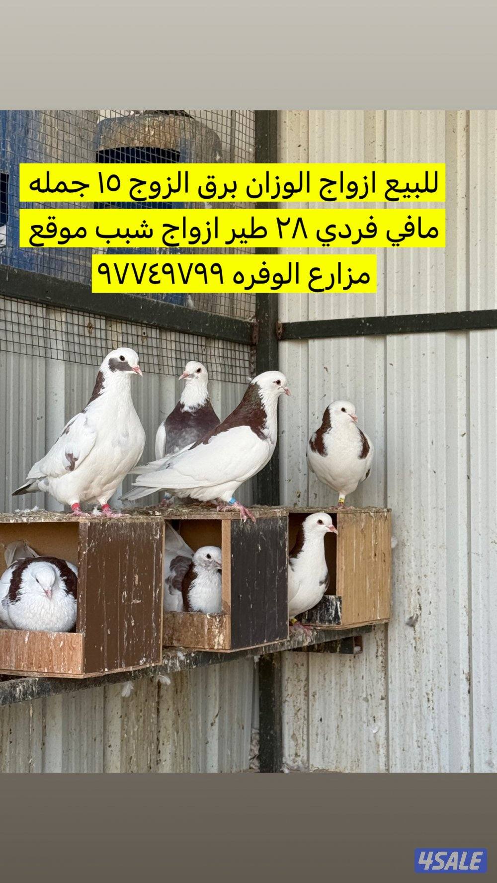 لاحم الوزان برق ازواج منتجه0