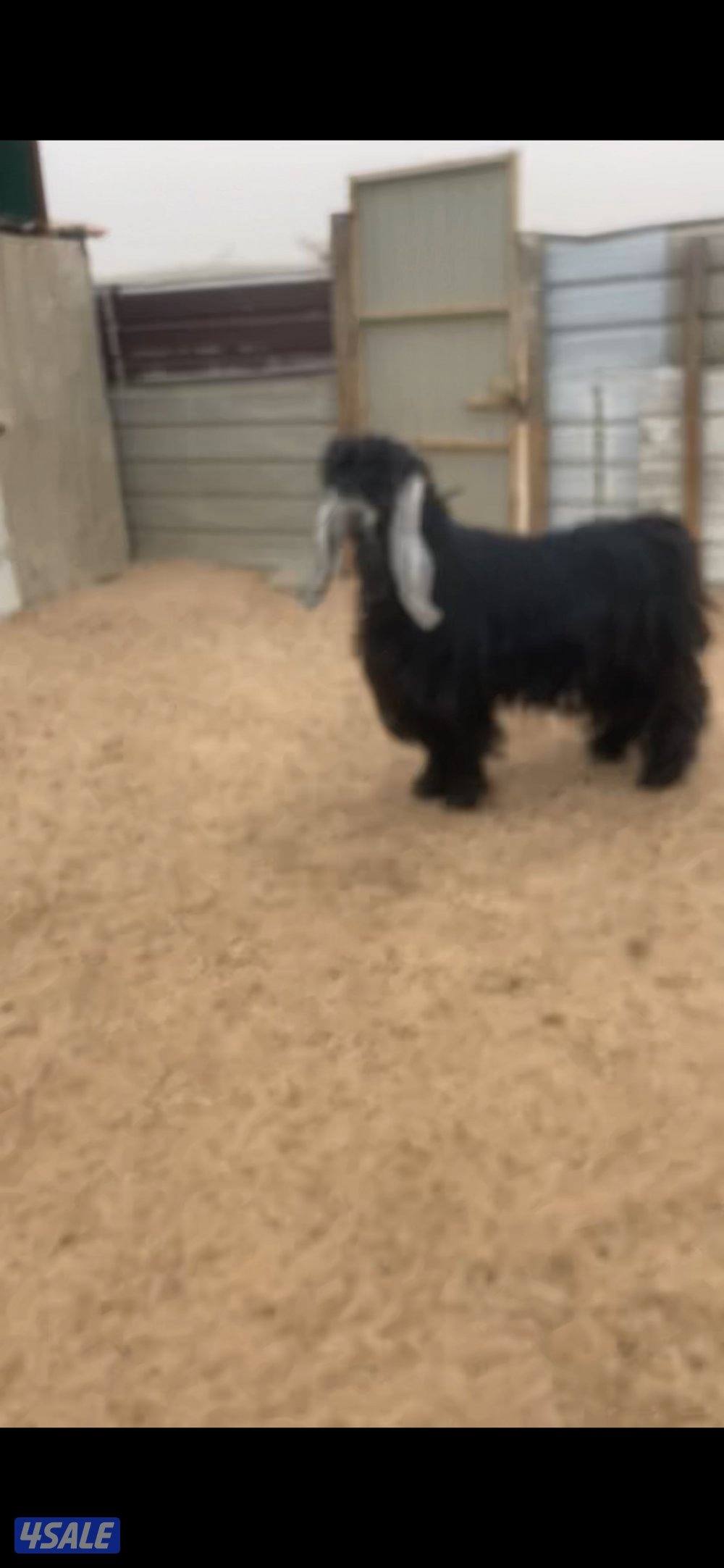 للبيع تبس العمر سنتان منتج عارضي مولود من معزاي0