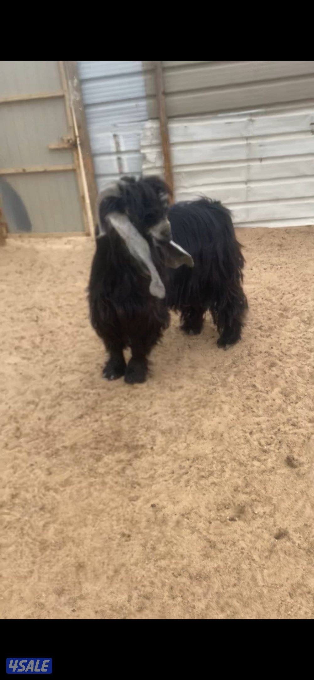 للبيع تبس العمر سنتان منتج عارضي مولود من معزاي1