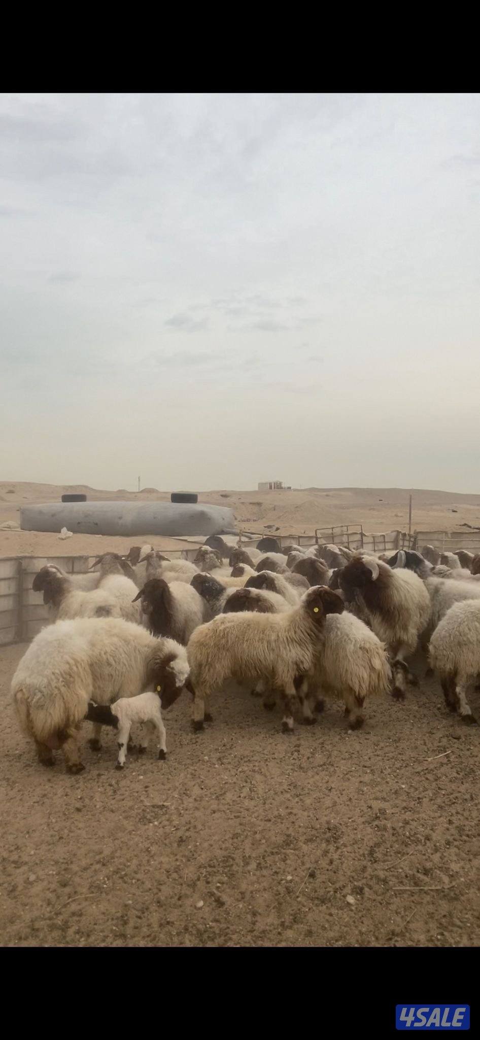 للبيع غنم العدد ٥٥0