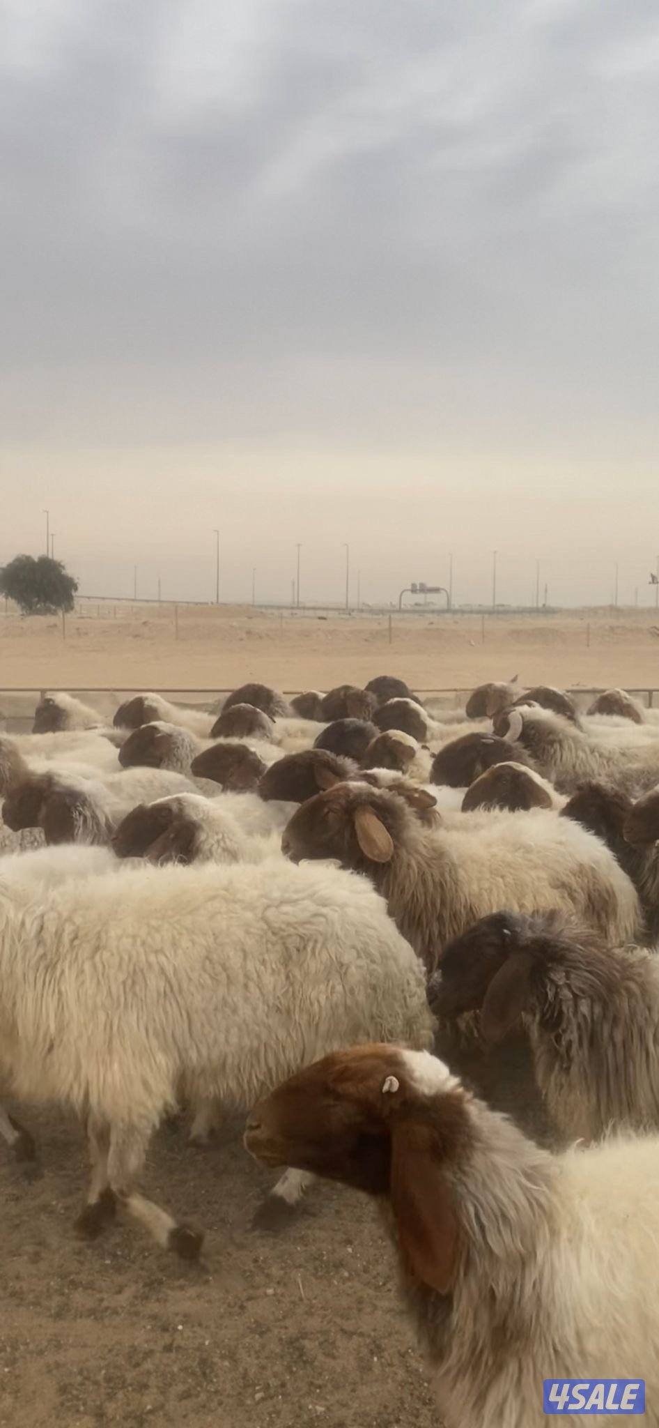 للبيع غنم العدد ٥٥1