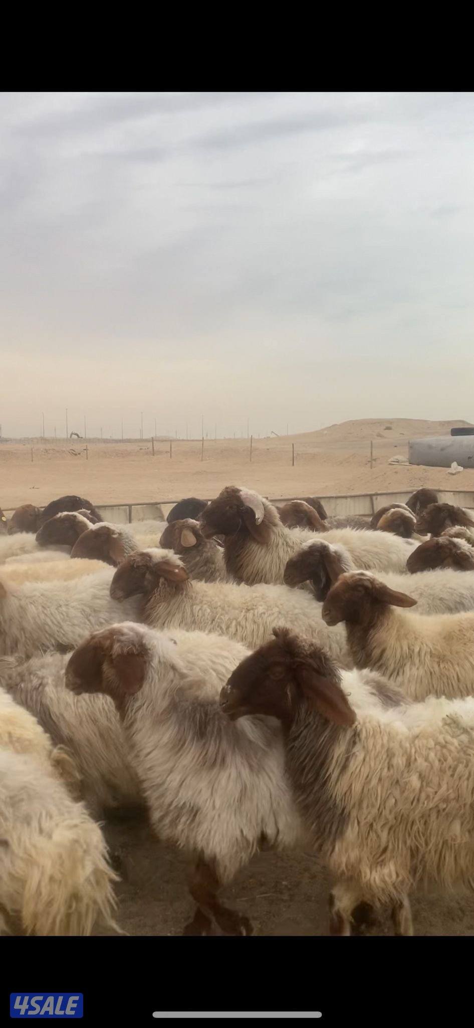 للبيع غنم العدد ٥٥2