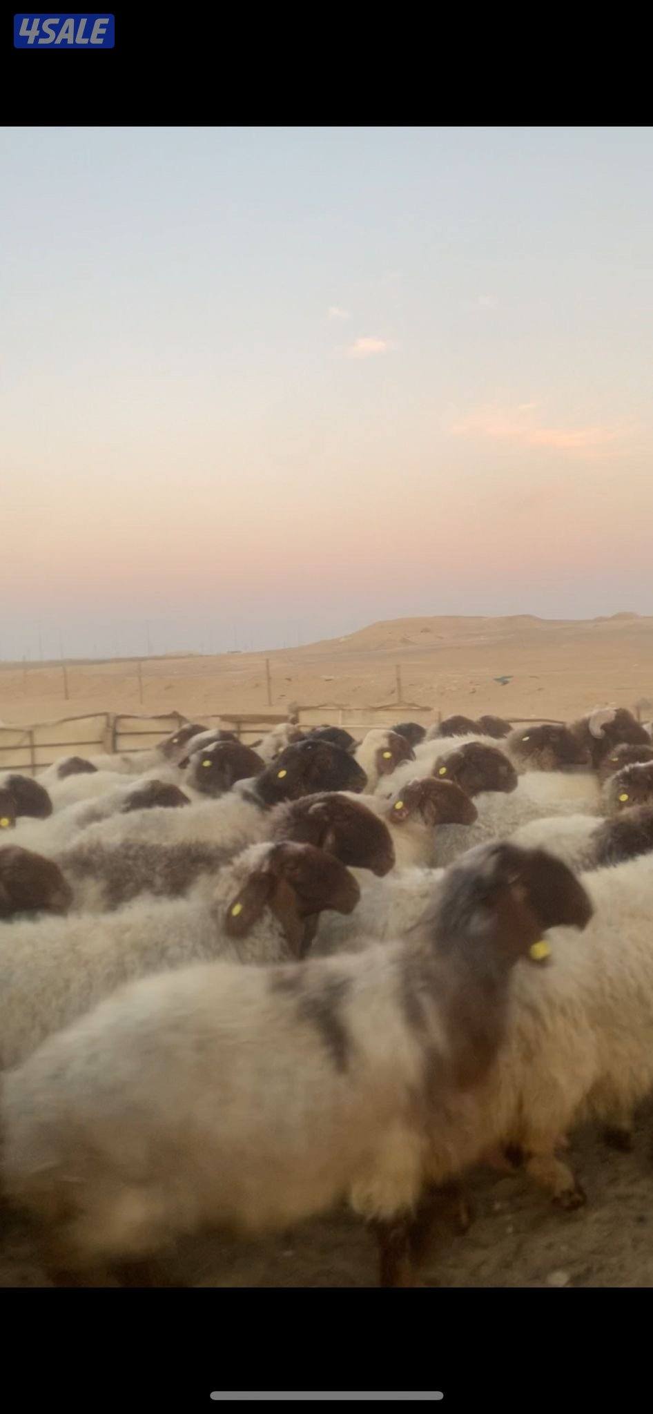للبيع غنم العدد ٥٥3