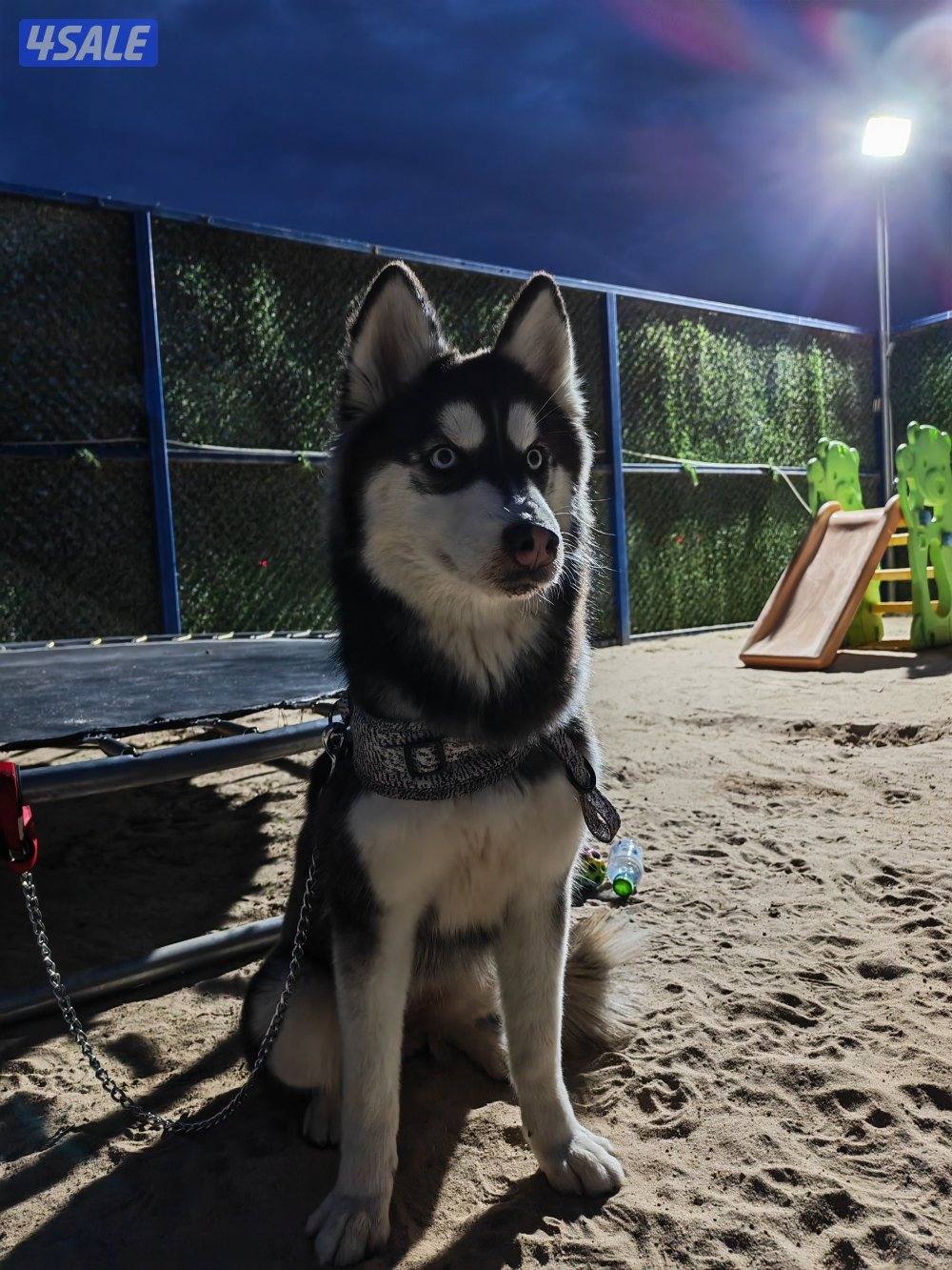 للبيع هاسكي بيور نثيه 9 شهور1