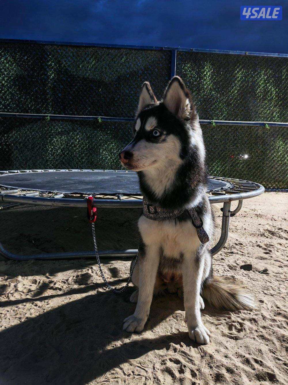 للبيع هاسكي بيور نثيه 9 شهور0