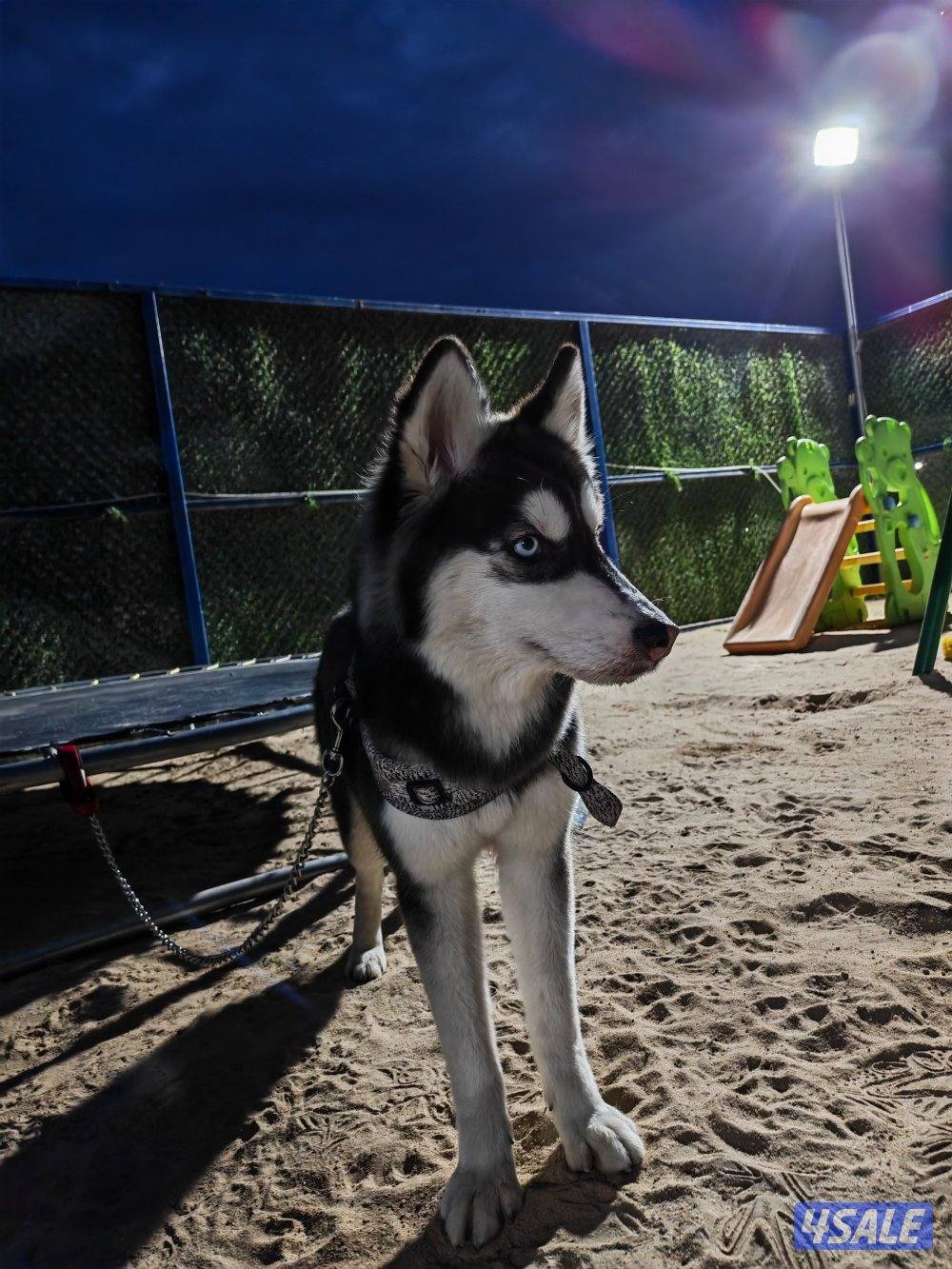 للبيع هاسكي بيور نثيه 9 شهور2