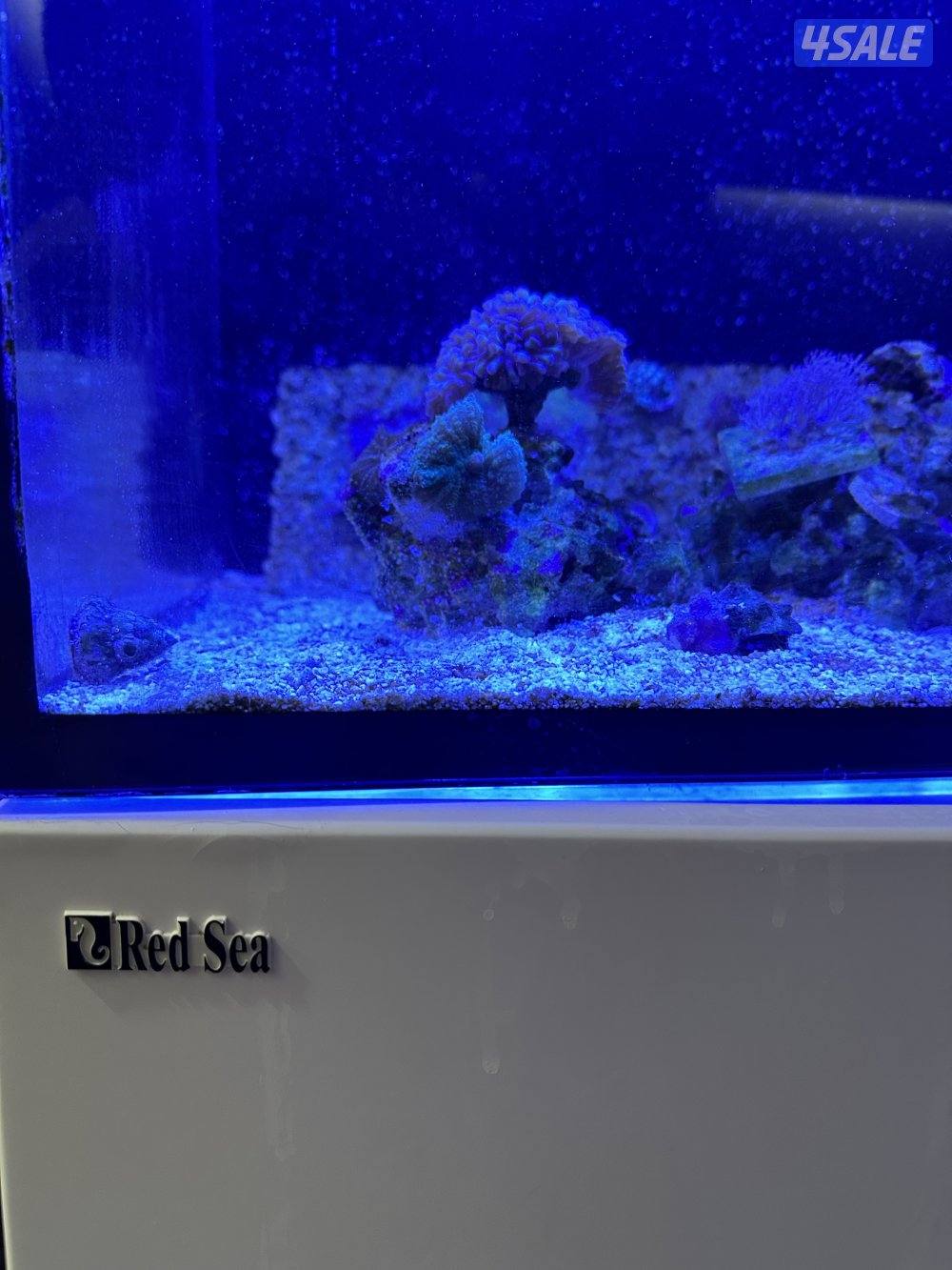 حوض بحري ماركة RED Sea3