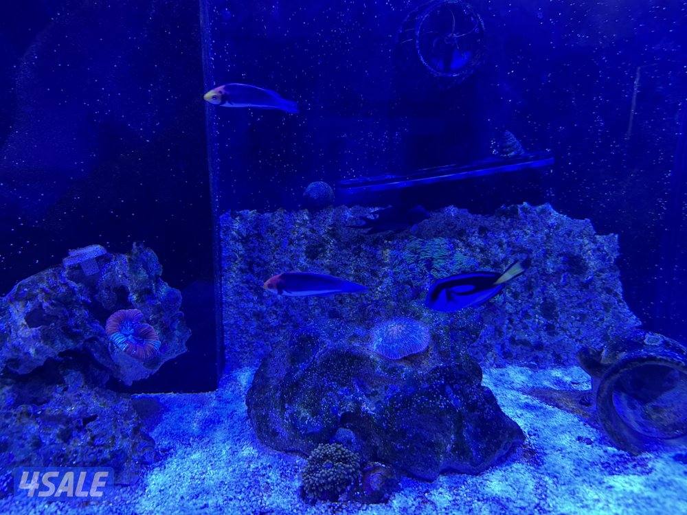 حوض بحري ماركة RED Sea2