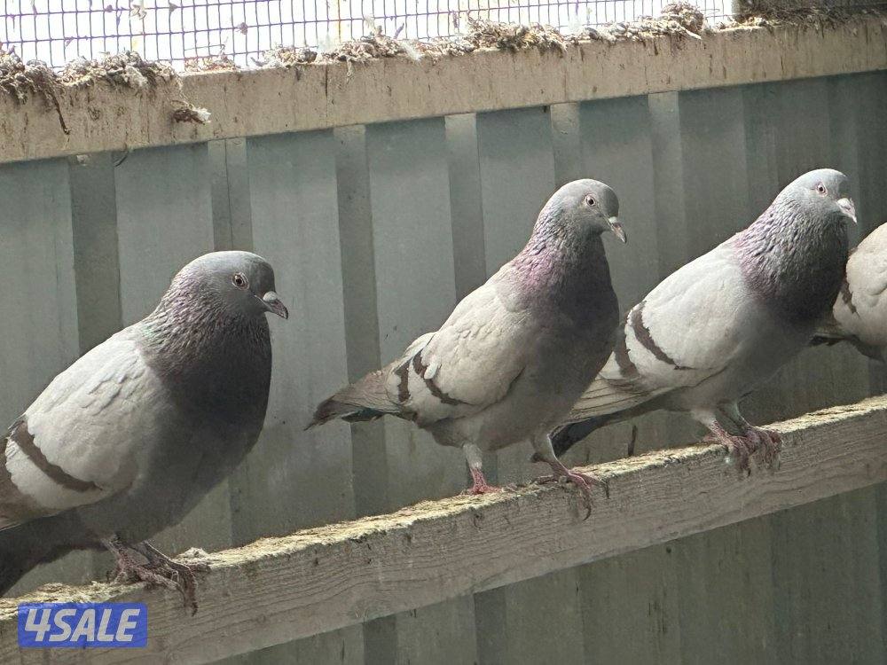 للبيع حمام لاحم سلفر جامبو0