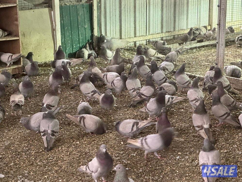 للبيع حمام لاحم سلفر جامبو1